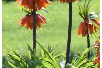 Blumenzauber
